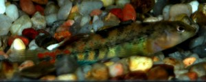 Etheostoma