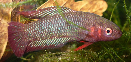 Betta uberis