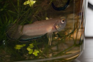 Betta simplex Männchen kurz vorm Ausspucken